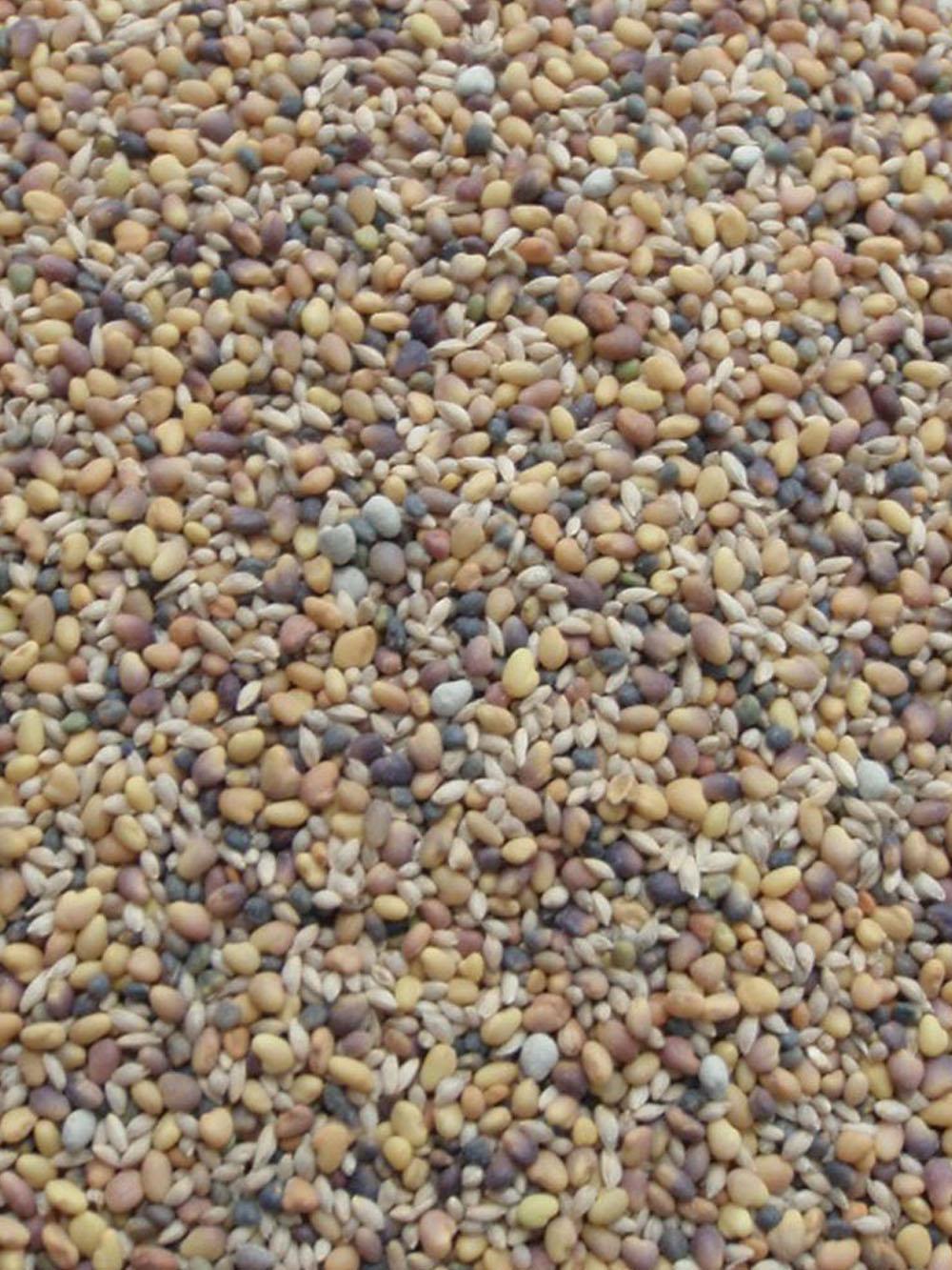 Premium Lowland Clover Mix